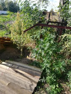 krzew marihuany rznący na terenie posesji
